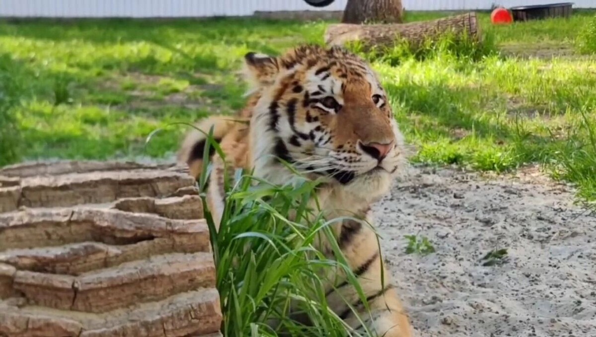     Автор: Ростовский-на-Дону зоопарк