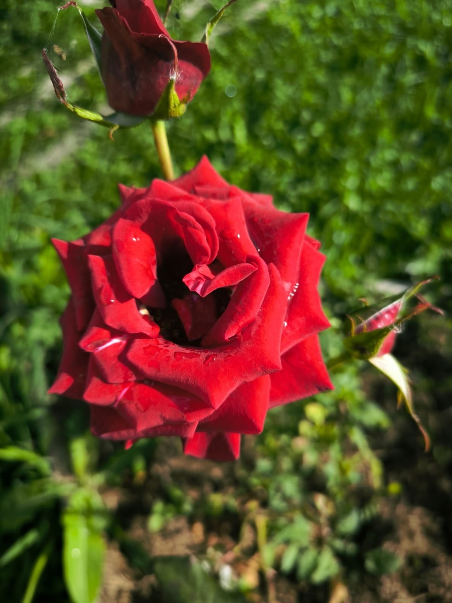 Моя любимая роза