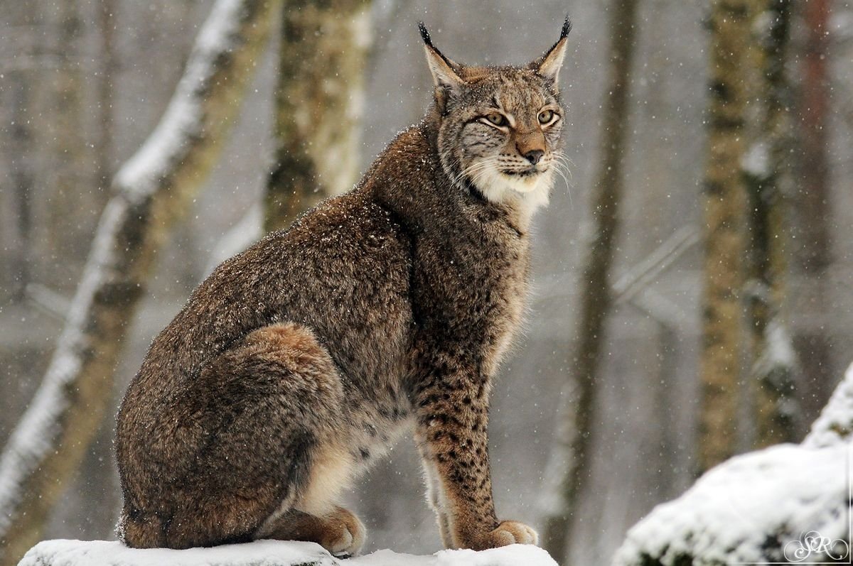 Тотемное животное