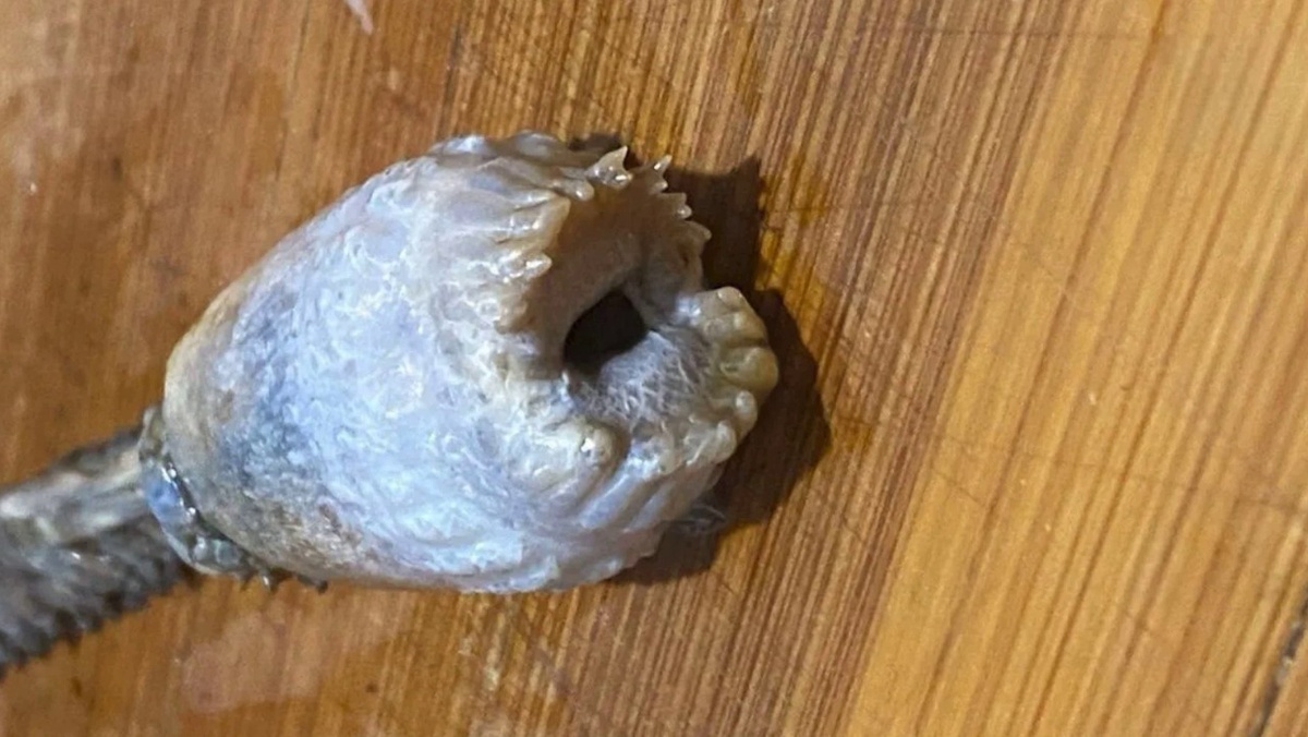 Эта что за чудо-юдо? Фото: телеграм-канал Shot 