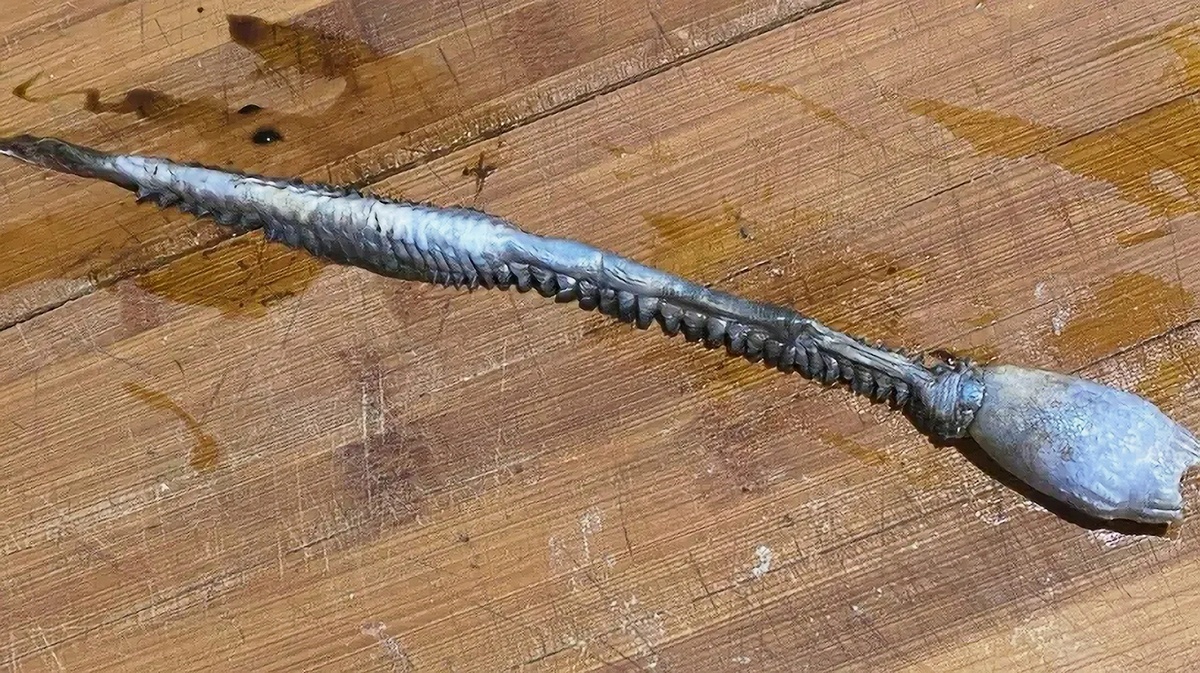 Фото: телеграм-канал Shot 