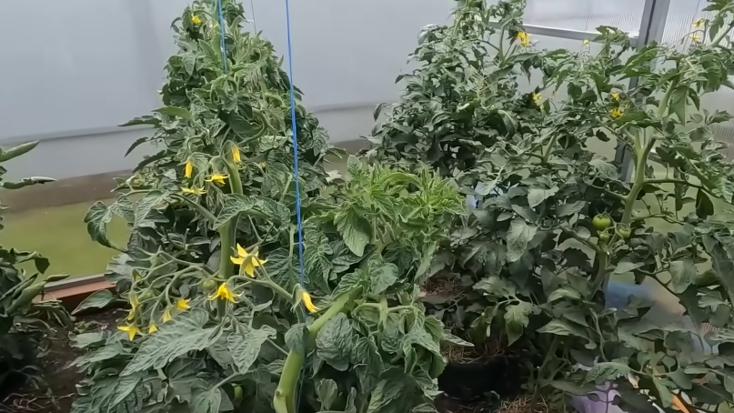 Так выглядели мои томаты после дрожжевых подкормок - много листьев, ноль результата