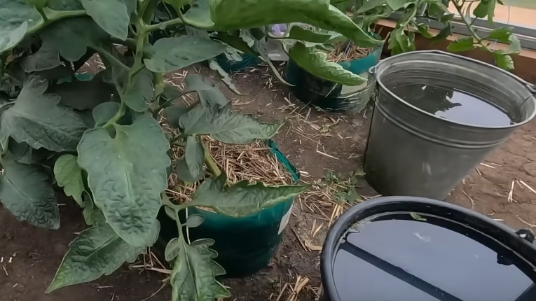 Сочетание азота и дрожжей превращается в гремучую смесь для жирования. 