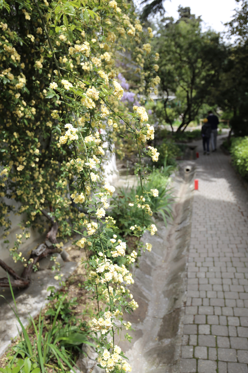 Роза Бэнкса цвете у входа в дом Чеховых. Добро пожаловать на Белую дачу!