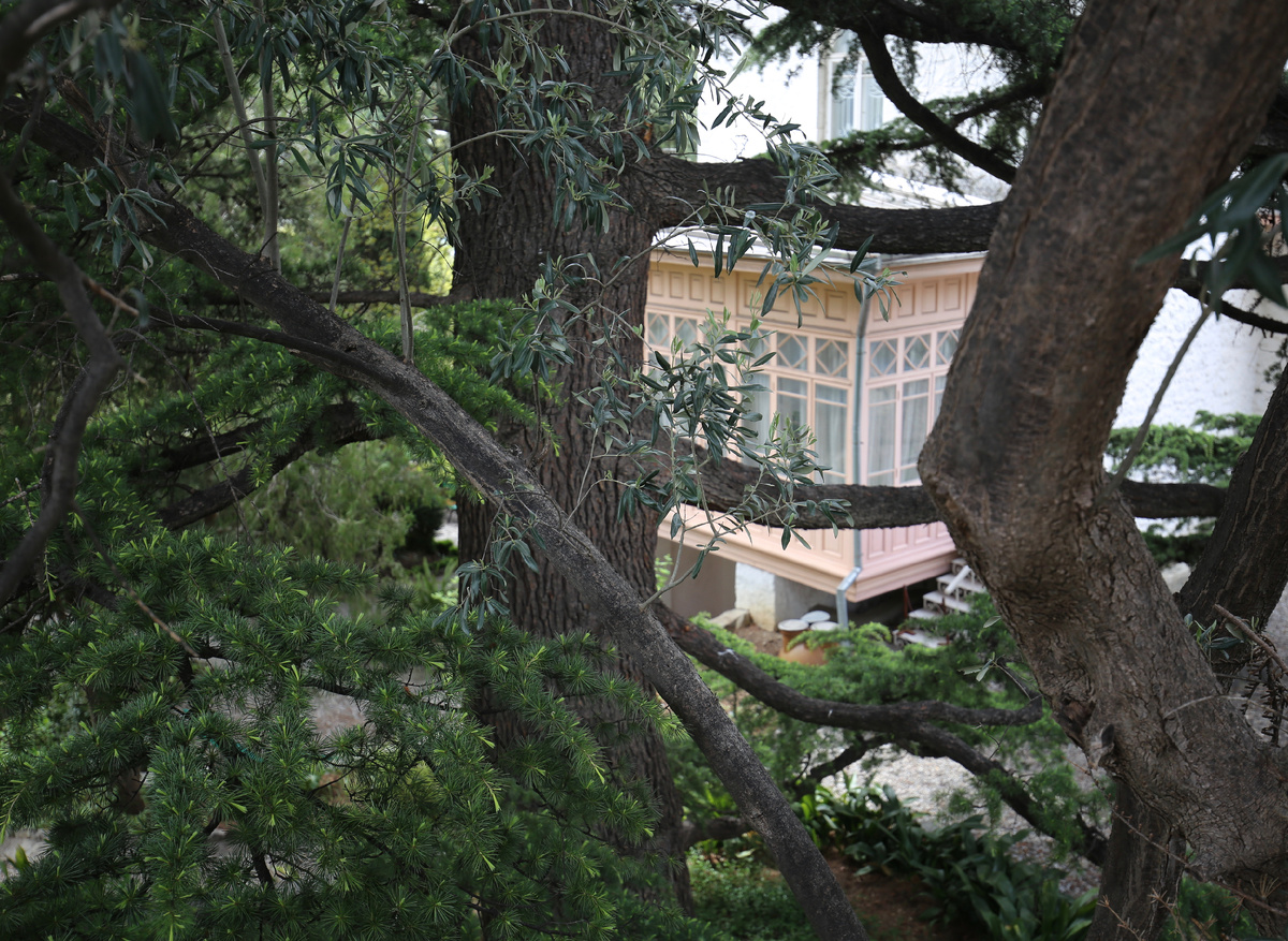 Вид на Белую дачу со стороны улицы: кедры, посаженные Чеховым, очень сильно разрослись