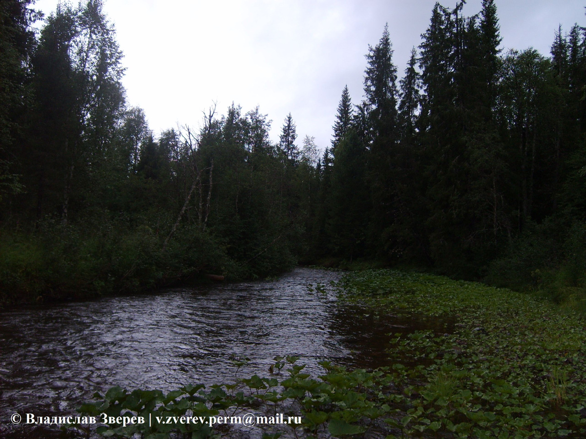 Фото 2. Подводно-надводная растительность на реке Хмели.