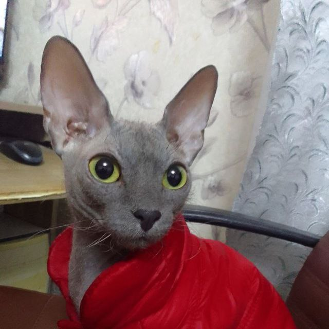 Донской сфинкс Ферхат 