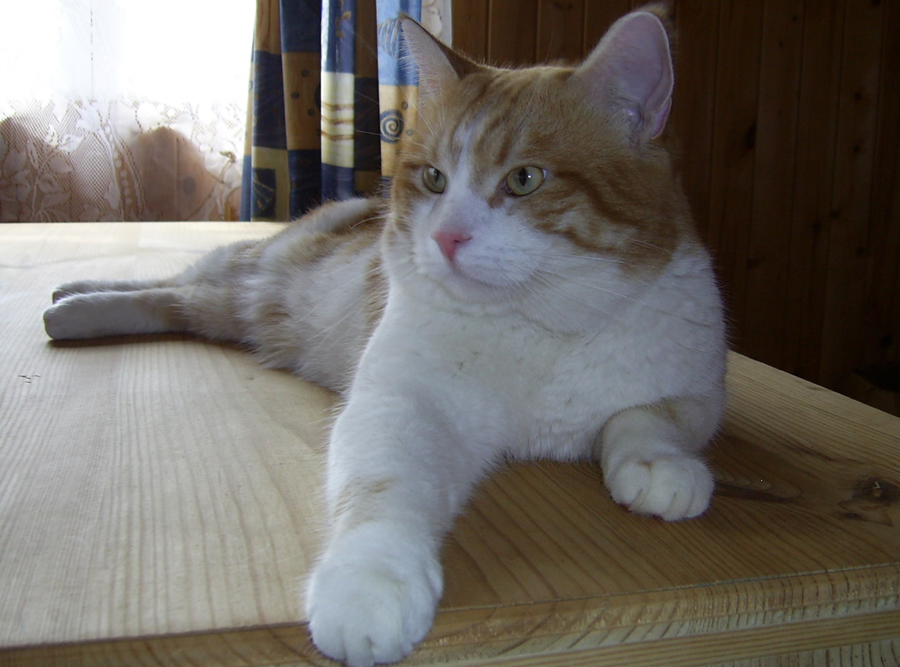 Лёва на даче. Просто царь!  Фото автора