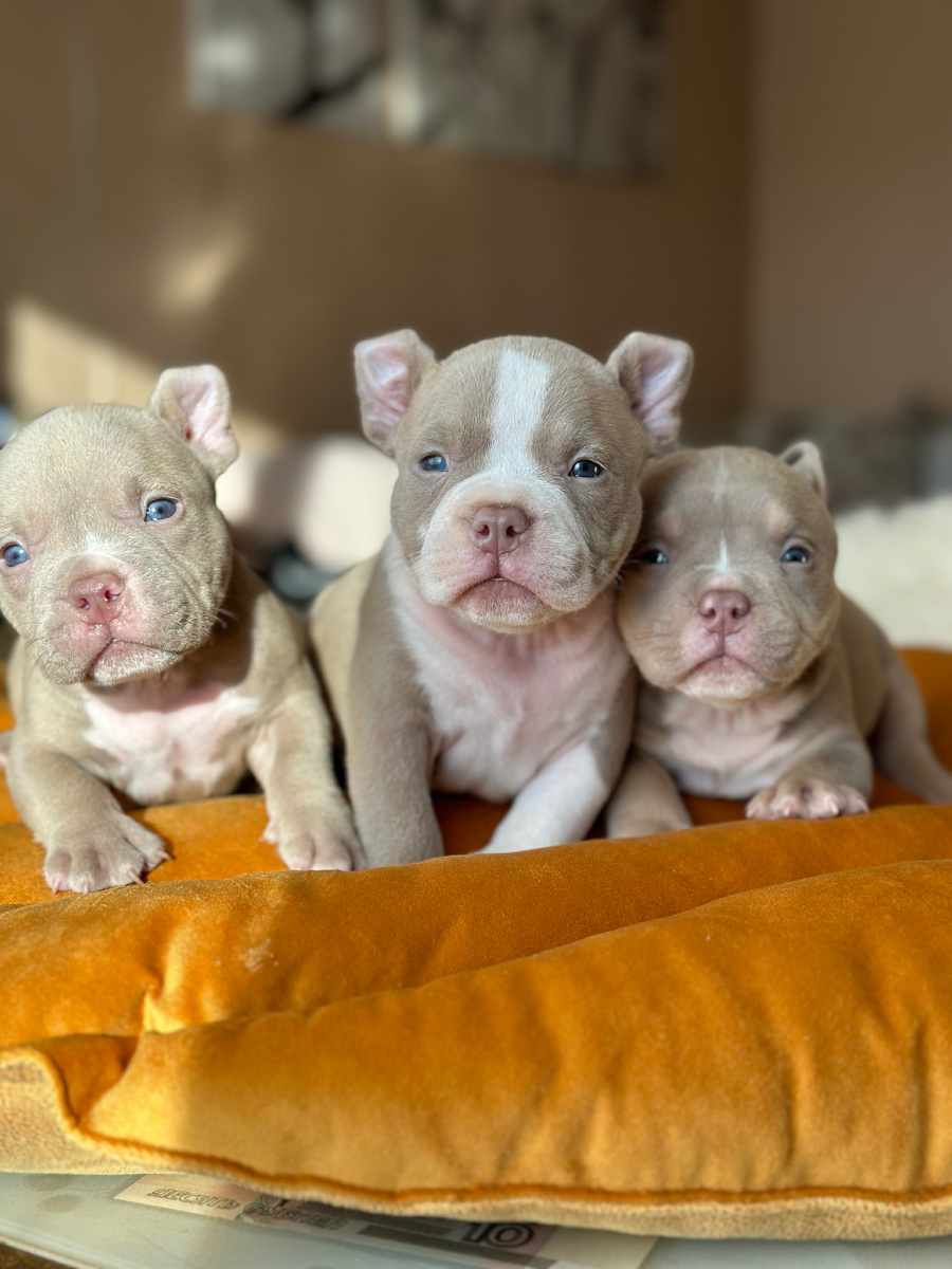 Щенки Американского булли