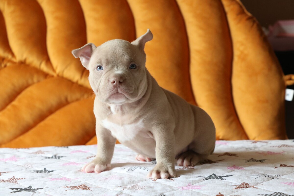 Щенок Американского булли 1 мес