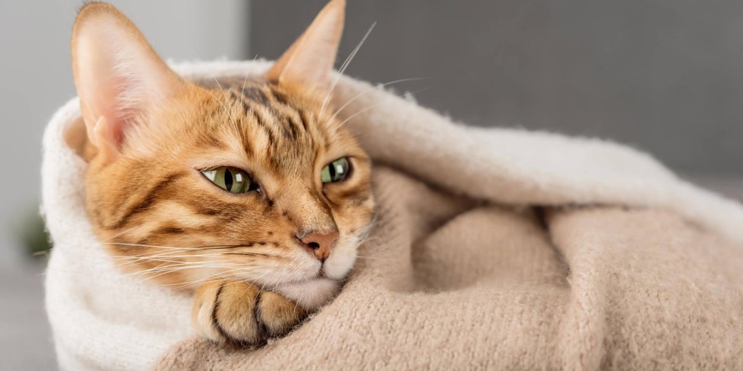 Почему коты такие пофигисты? 5 причин