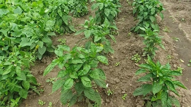 Вот так выглядели мои перцы до изменения системы полива - внешне здоровые, но урожай жалкий