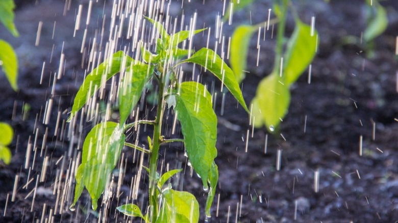 Полив перца