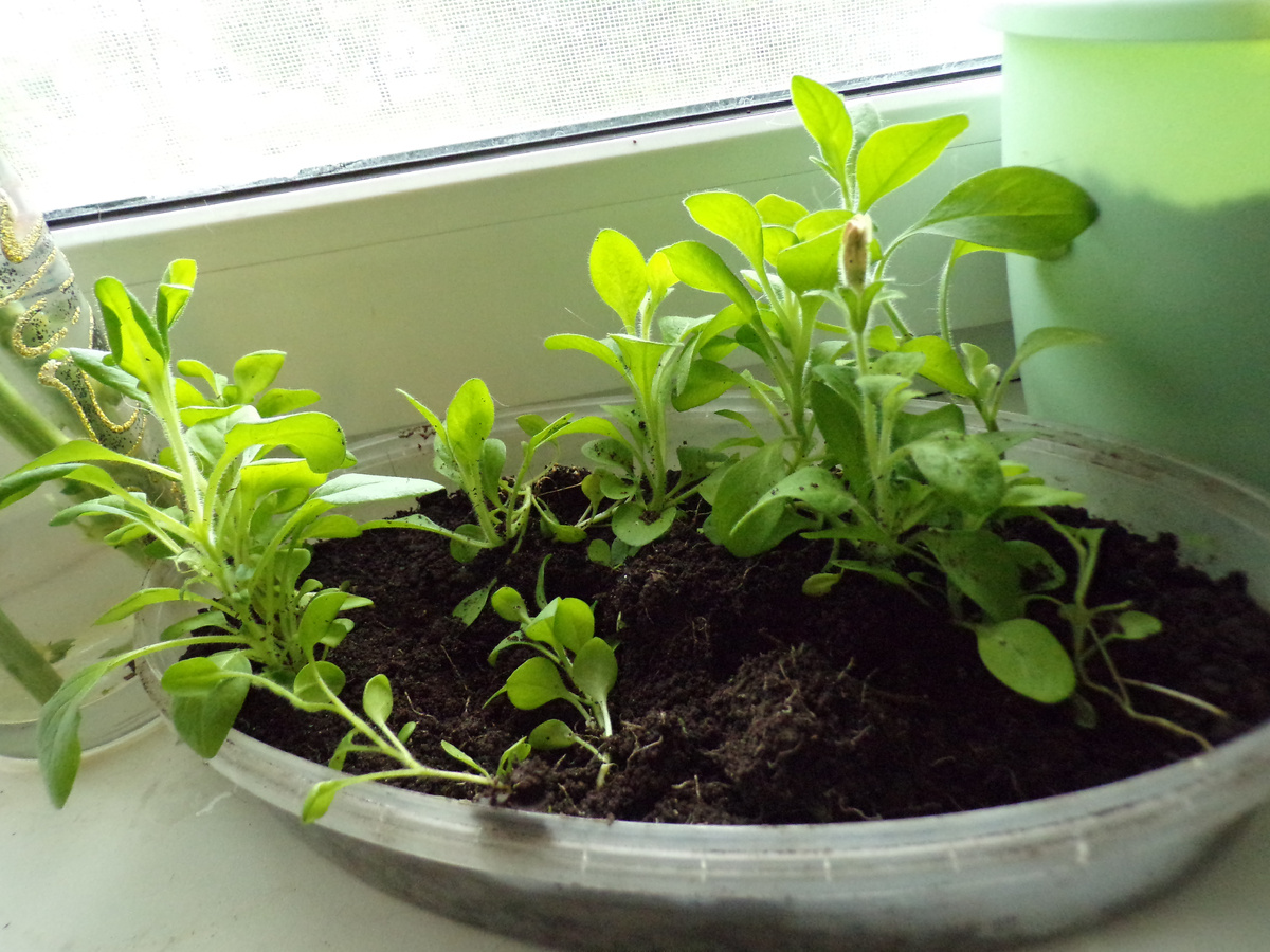 Живая "взятка"