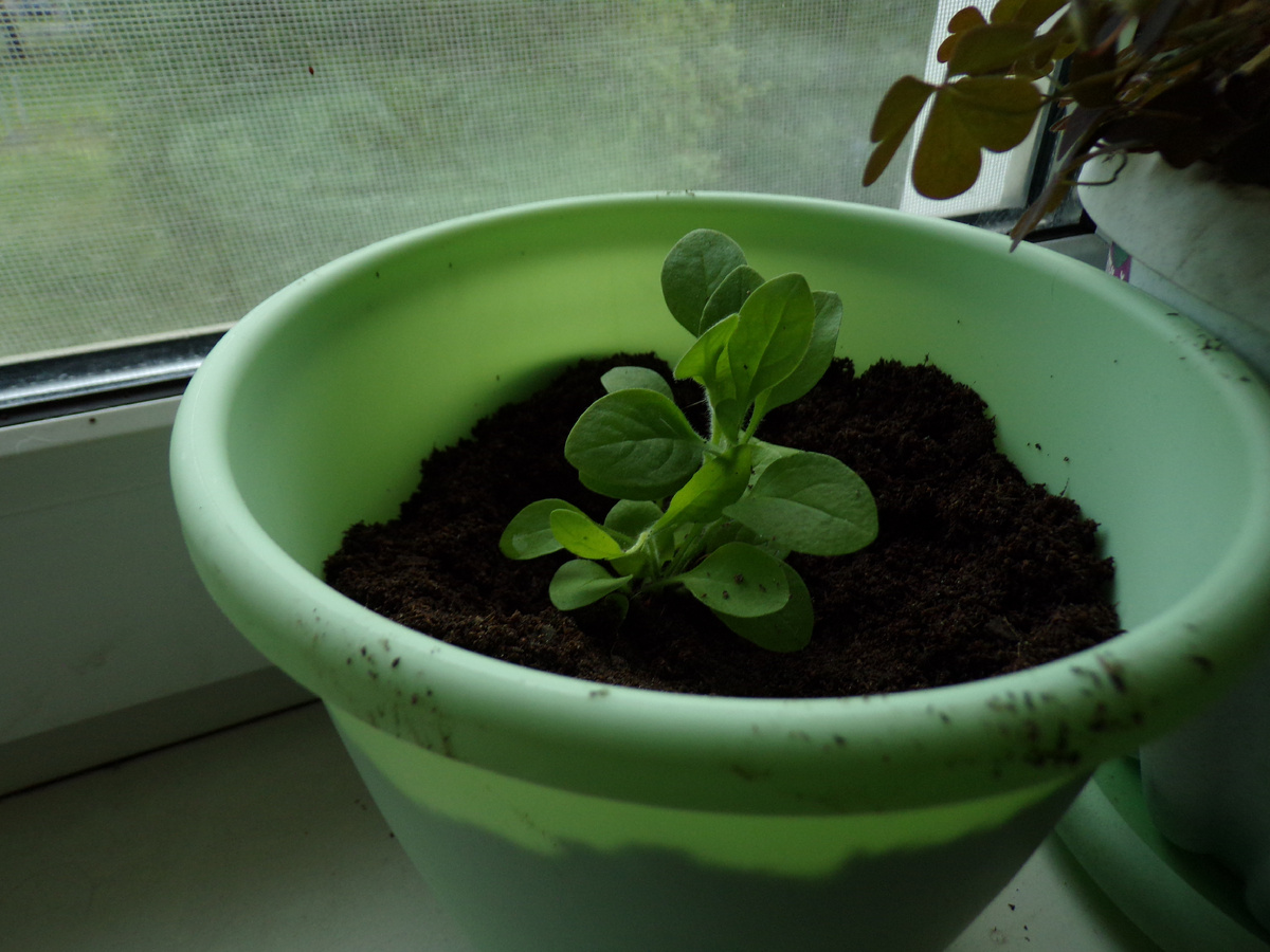 Только рассадила 