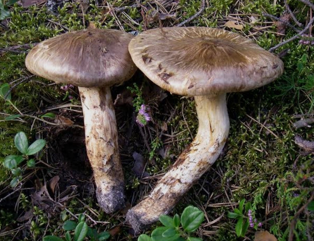Tricholoma matsutake