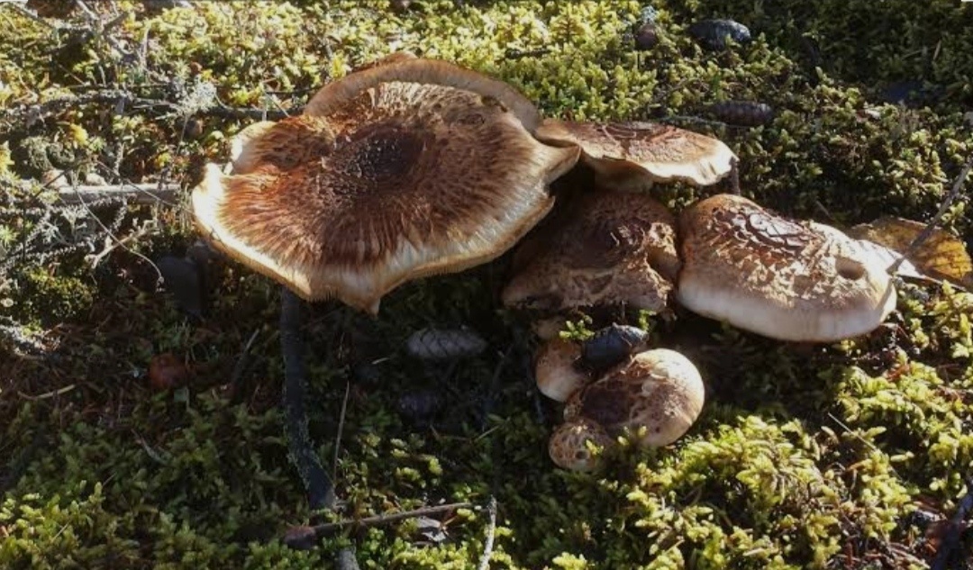 Таинственные колонии