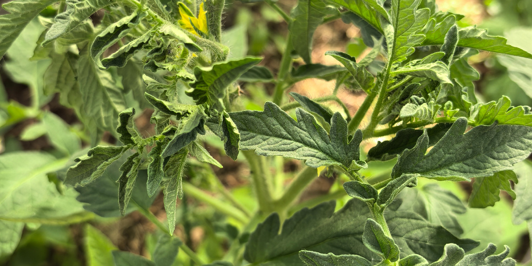 Томаты в теплице и что дальше? Не погубите рассаду) Не надо сразу делать азотную подкормку