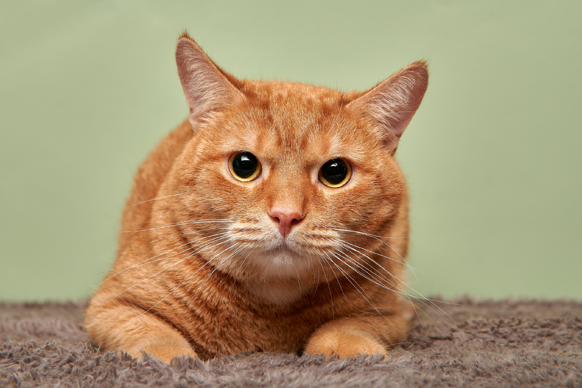 Котик Чак-Чак ищет человека, который станет для него по-настоящему близким, заслужит его доверие и сможет ответить на его безграничную любовь.