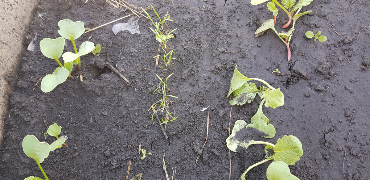 Укроп в междурядьях редиски: один полв - два урожая.