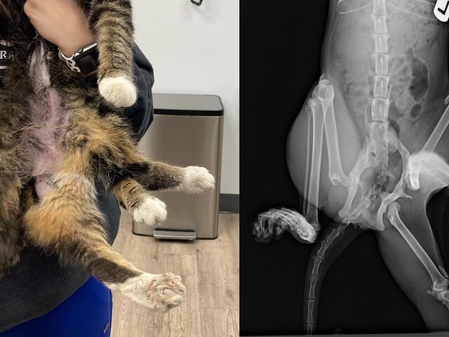    Фото: facebook.com (принадлежит Meta, организация признана экстремистской и запрещена в РФ)/Furget Me Not Animal Rescue