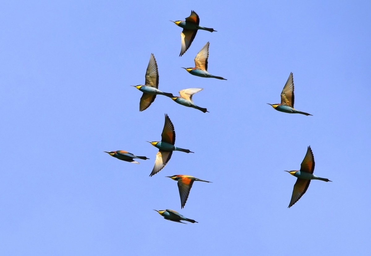    Курская область — настоящая находка для любителей птиц