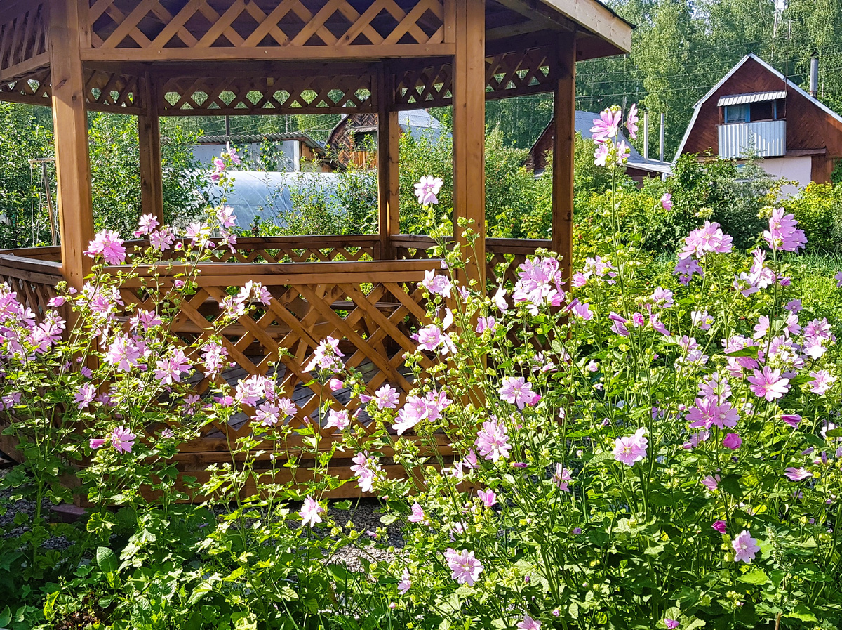 Беседка в окружении цветущей лаватеры в моем саду. Личное фото