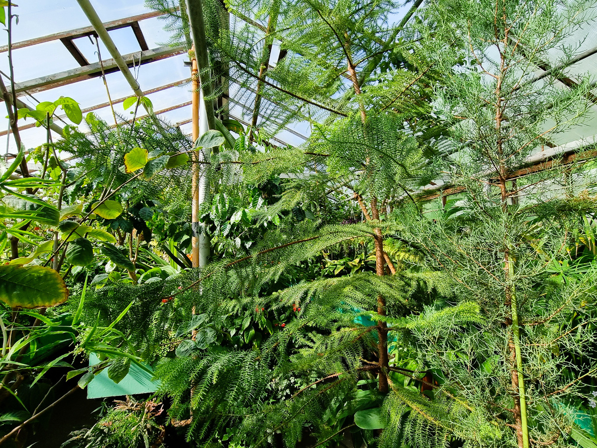 Растения в теплице. Личное фото