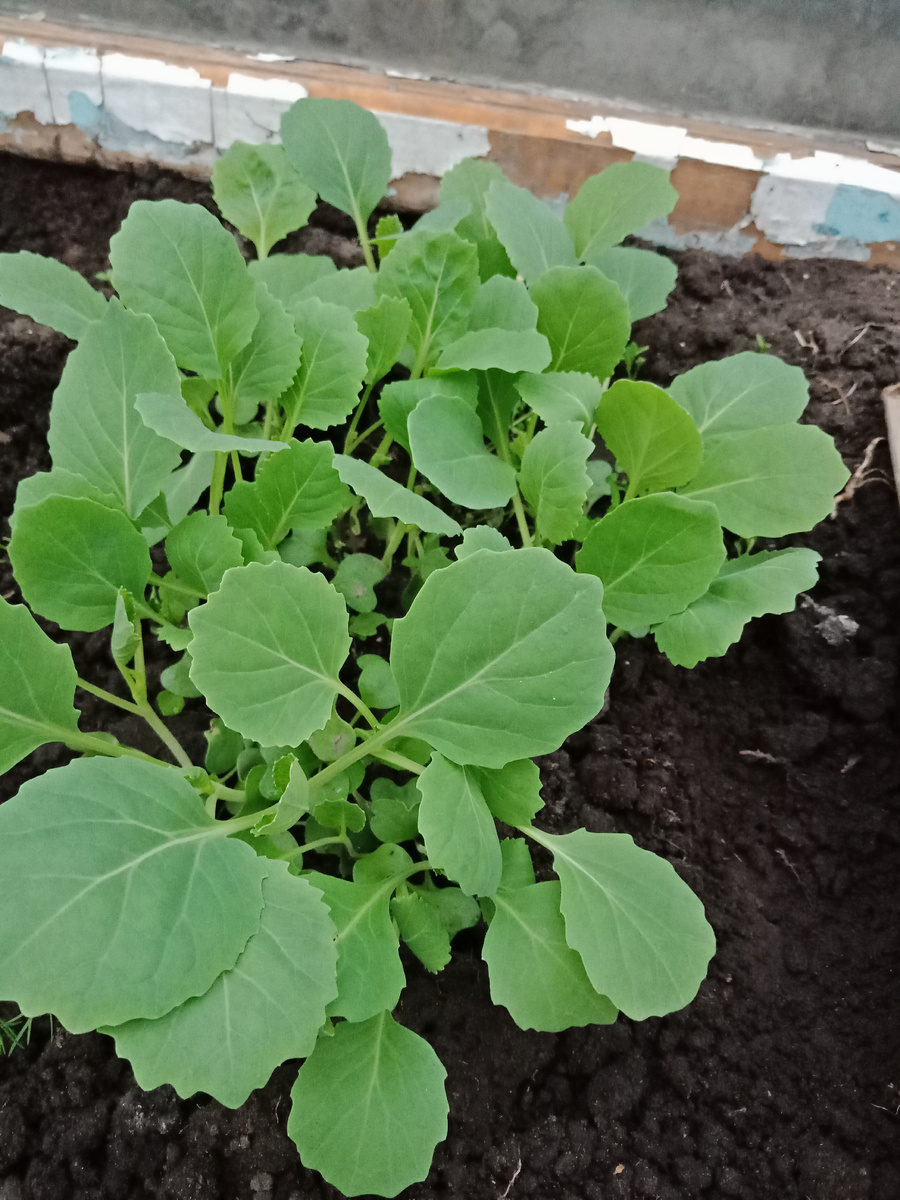 рассада начало мая