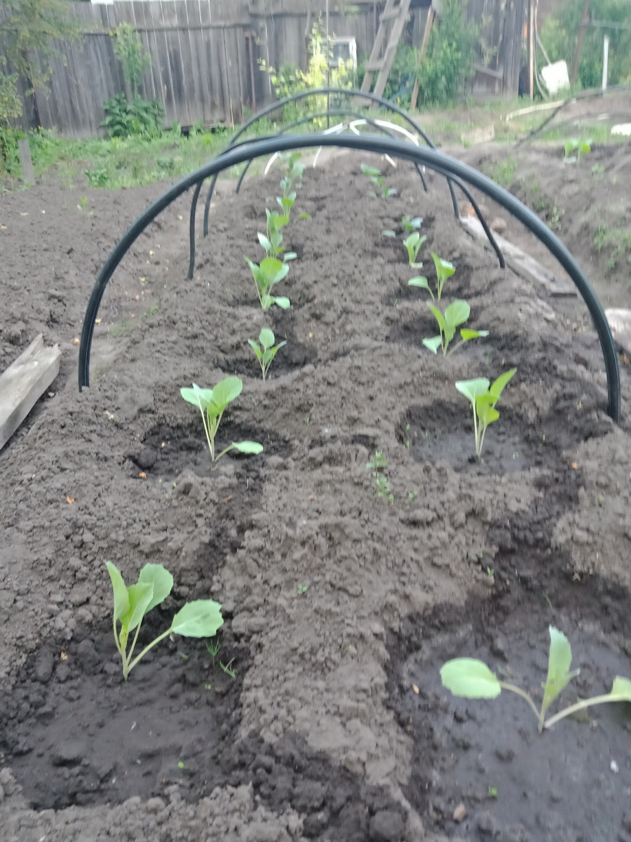  саженцам две недели, снят укрывной материал