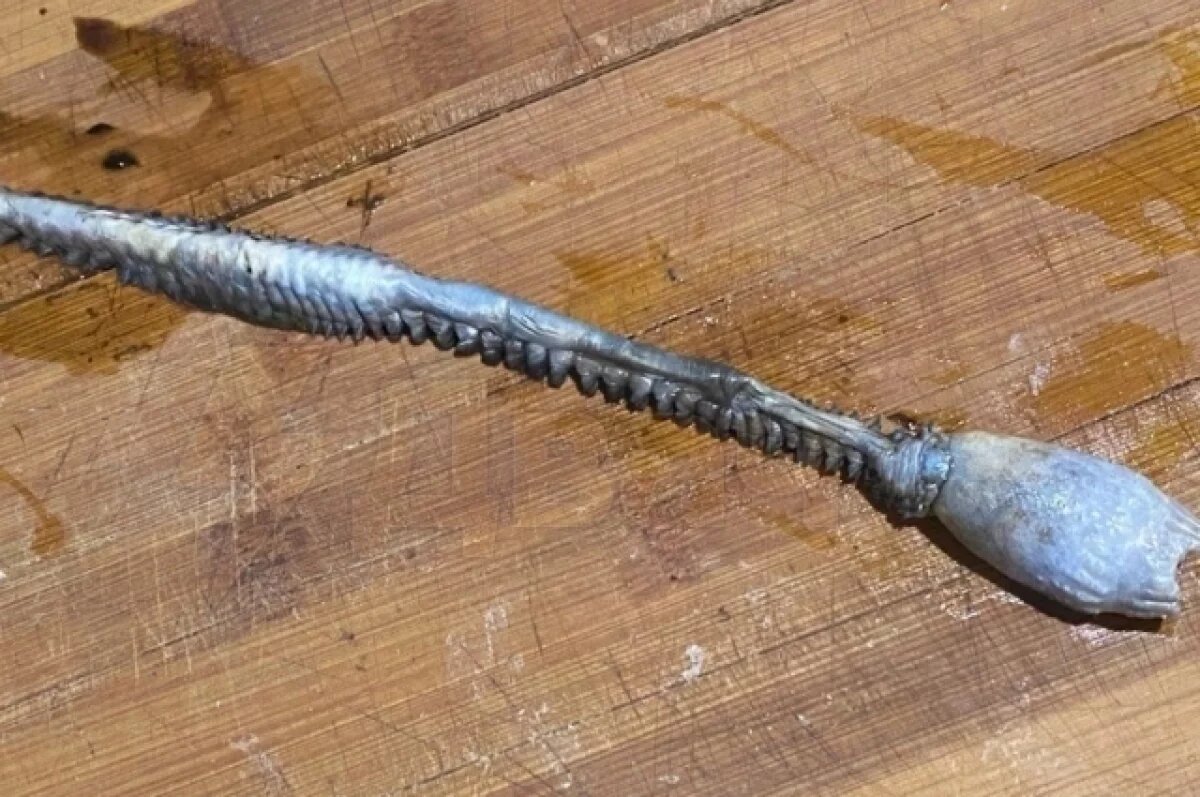    Океанолог раскрыл тайну яйцеголового монстра, пойманного в море в Магадане