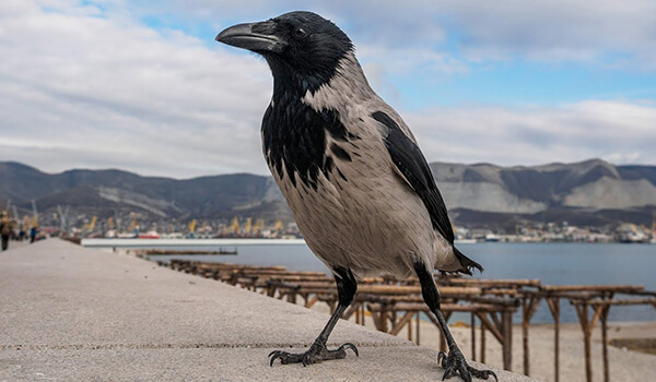 Вороны серые настолько распространены по всей земле, что легче сказать, где они не живут