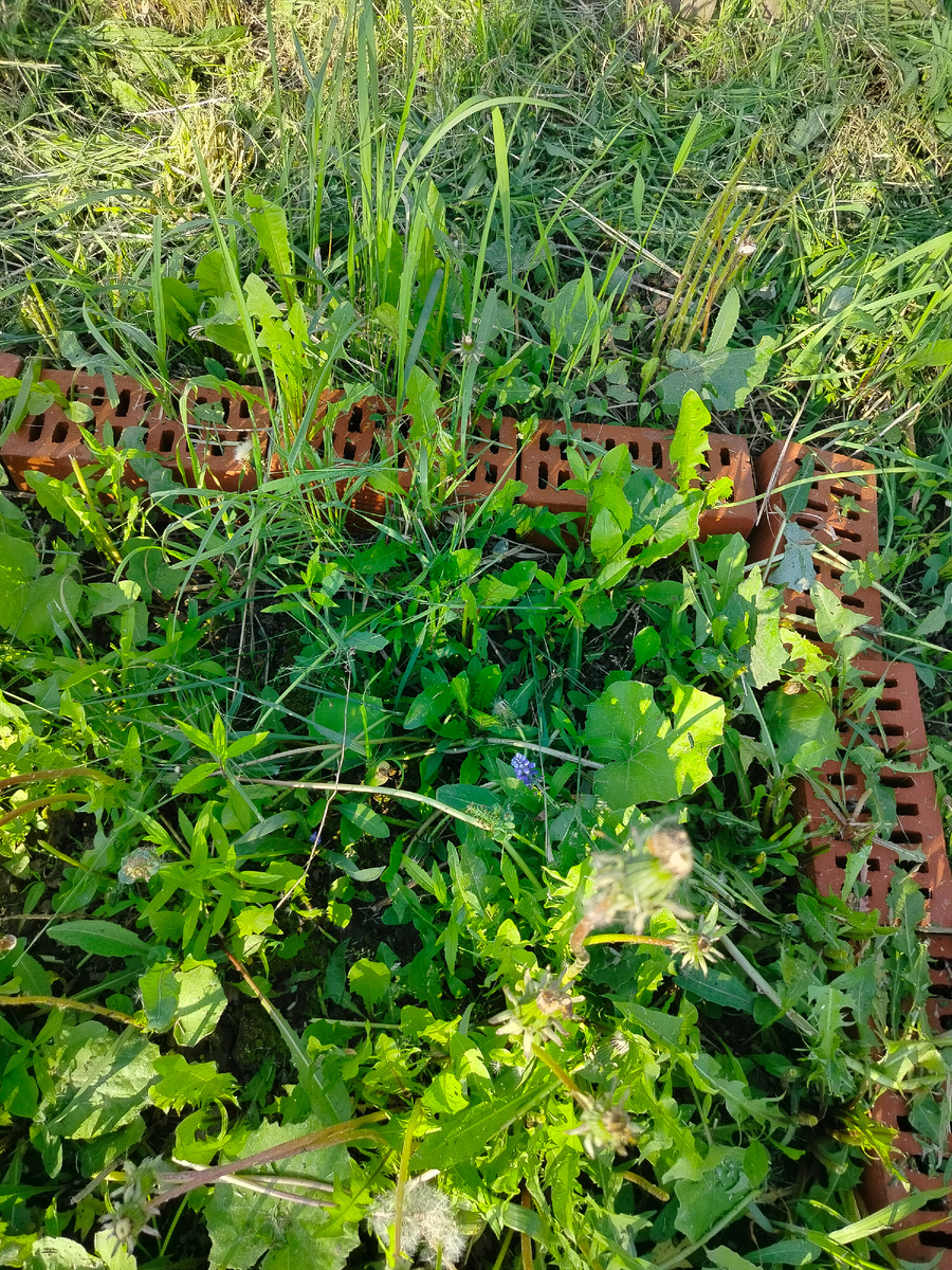 Мои недоскошенные мускари из травы выглядывают.