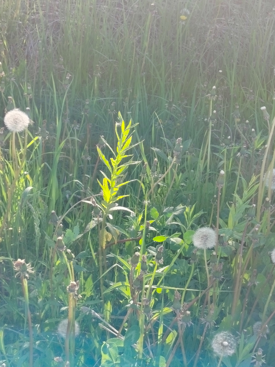 Моя маленькая ива растет в травке и не подозревает о нависшей над ней опасности быть скошенной в юном возрасте.
