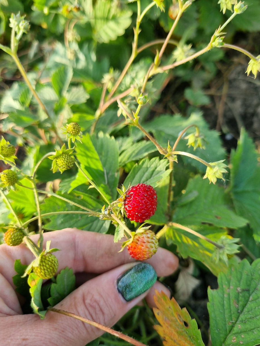 Лесная земляника