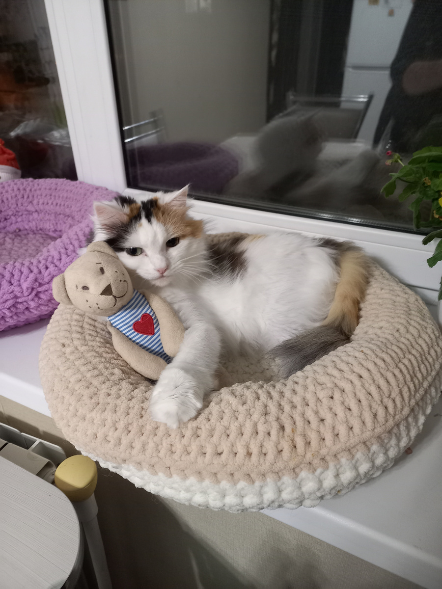 Одно из первых фото Василисы у меня в квартире. Друзья перед отъездом её побрили. Поэтому она тут не такая пушистая, как сейчас.