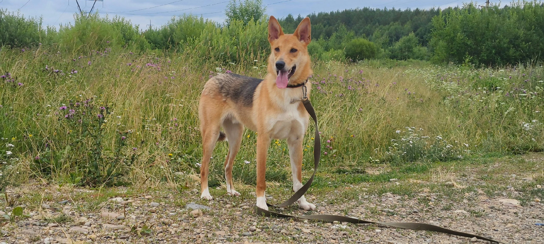 История Лаки который выжил вопреки всему