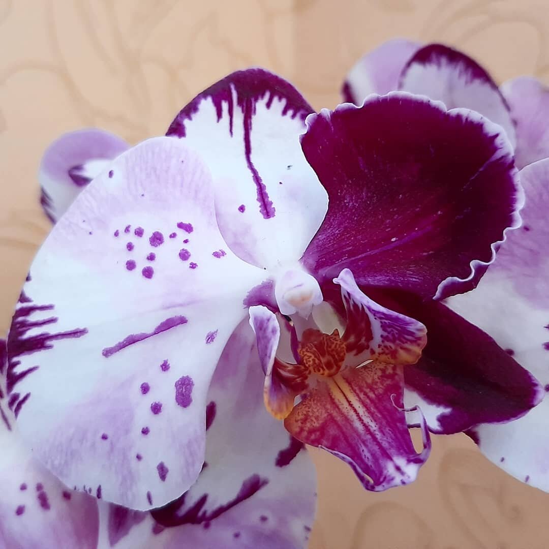 Фаленопсис Magic Art, архивное фото