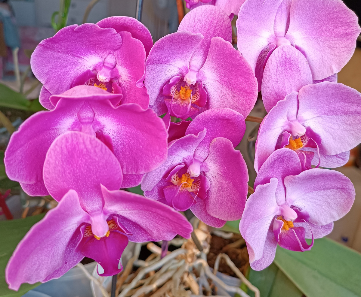 Фаленопсис Атлантис, архивное фото