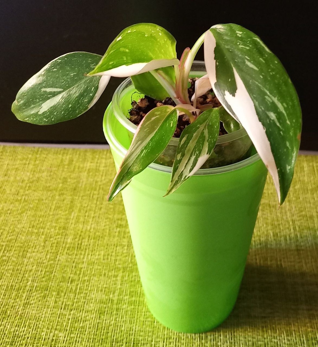 Филодендрон «Белая принцесса»