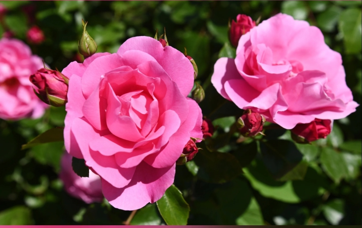 Фото с простор интернета 