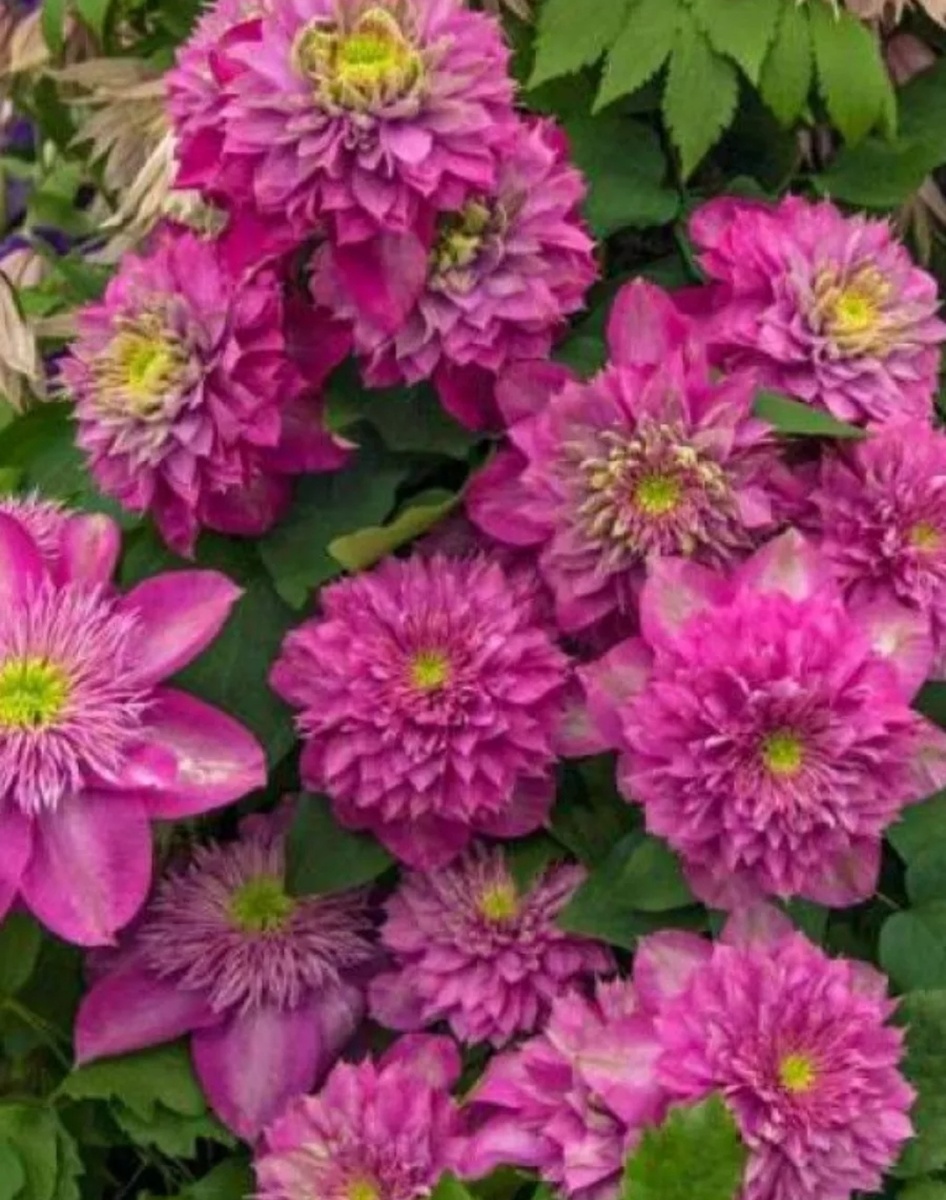 Фото взято из официальных источников, карточка товара на маркетплейсе Wildberries, май 2025 года