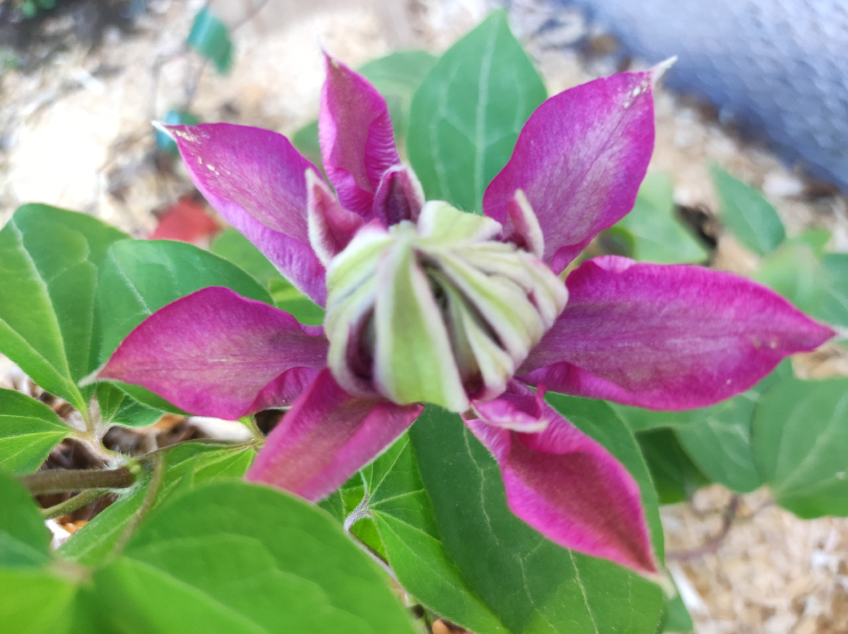 Фото автора, клематис Кайзер, 28 мая 2025 года