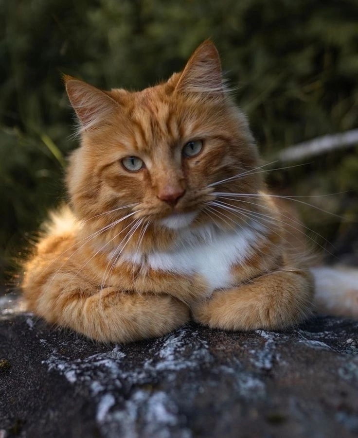 иллюстрация из яндекс картинки.