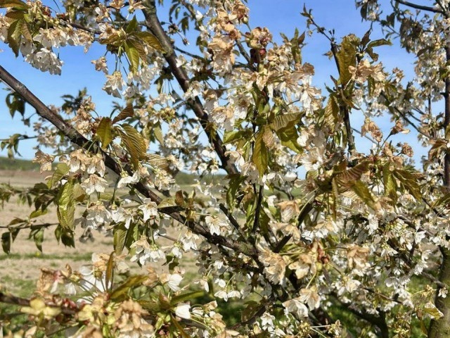 Фото предоставил Сергей Будник📷Последствия ночных заморозков
