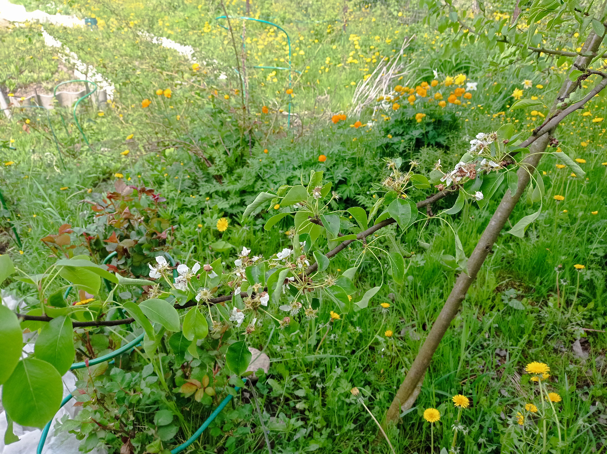 Это веточка цветущей груши, и  здесь же видно сколько под ней травы