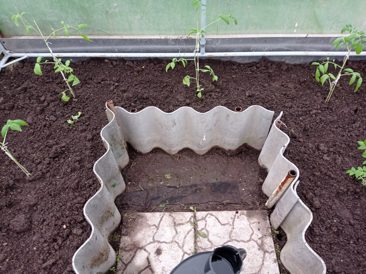 Моя рассада уже в теплице