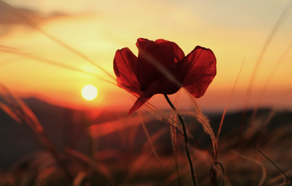 Одинокий мак на закате. Фото Сандро Крымского
