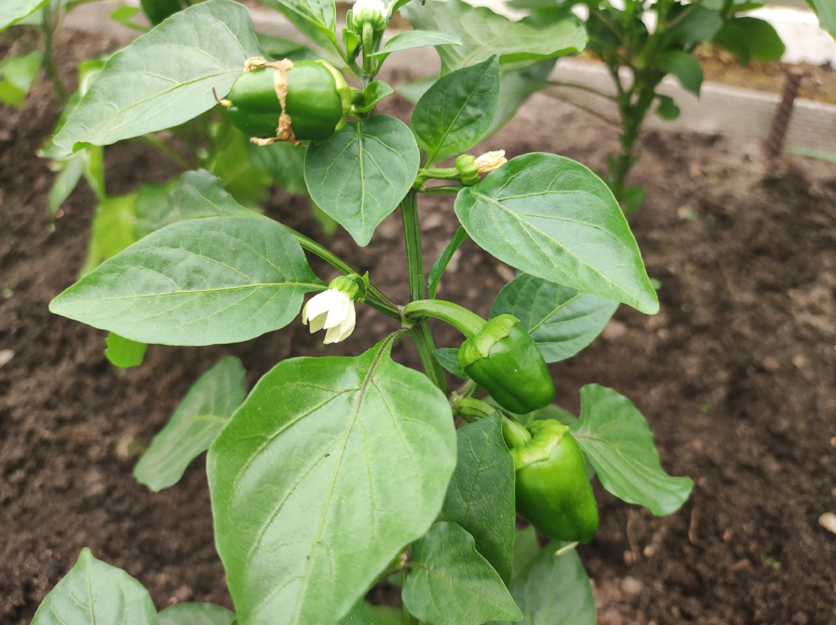 Фото автора, сладкий перец сорта Калифорнийское чудо в конце мая 2025 года в теплице.