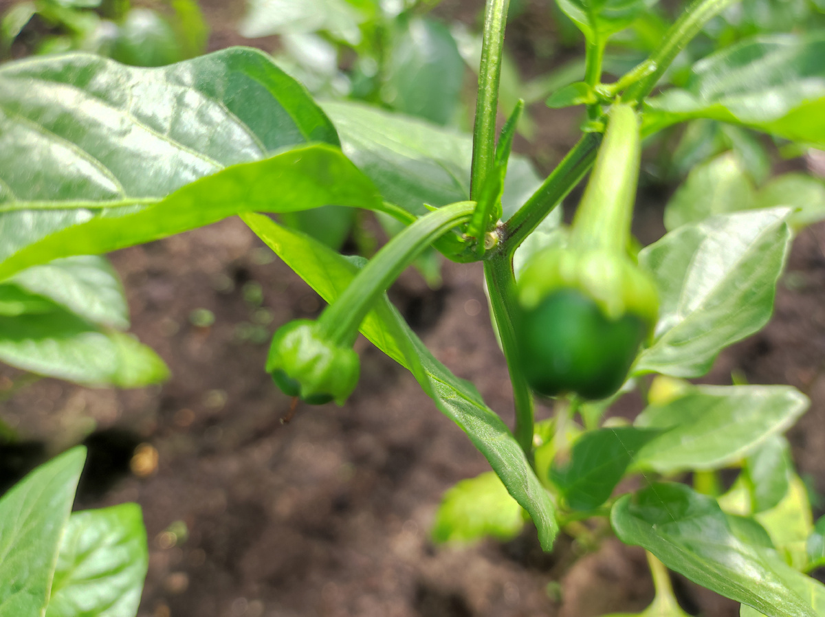 Фото автора, сладкий перец сорта Годзилла в конце мая 2025 года в теплице